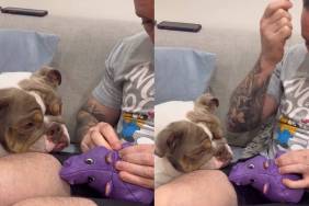 Video: Bulldog Nervously Looks Over as Dad Fixes His Favorite Rhino Toy