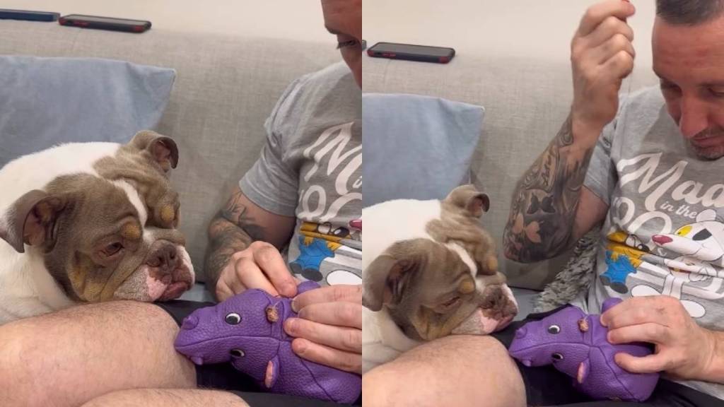 Video: Bulldog Nervously Looks Over as Dad Fixes His Favorite Rhino Toy