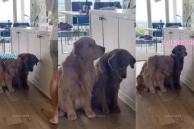 Video: Golden Retriever Siblings’ Patience To Resist Treats Impresses Internet