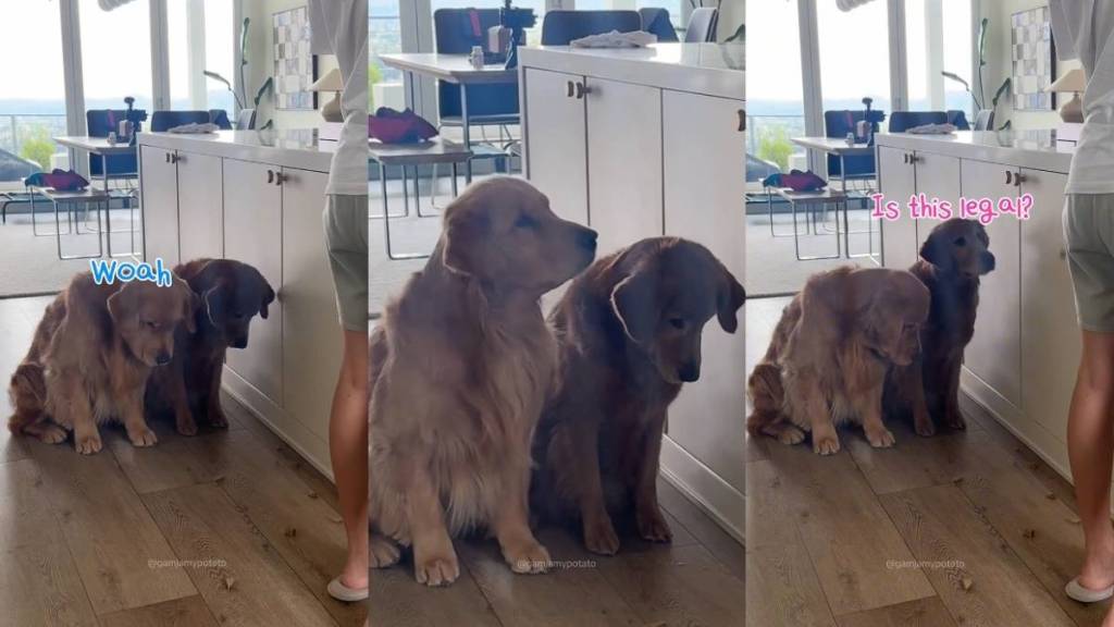 Video: Golden Retriever Siblings’ Patience To Resist Treats Impresses Internet