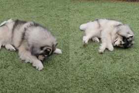 Video: Owner Reveals Husky’s Unique Style of Getting Zoomies