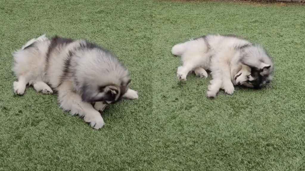 Video: Owner Reveals Husky’s Unique Style of Getting Zoomies
