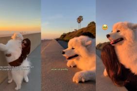 Video: Owner Helps Samoyed Witness Beautiful Sunset
