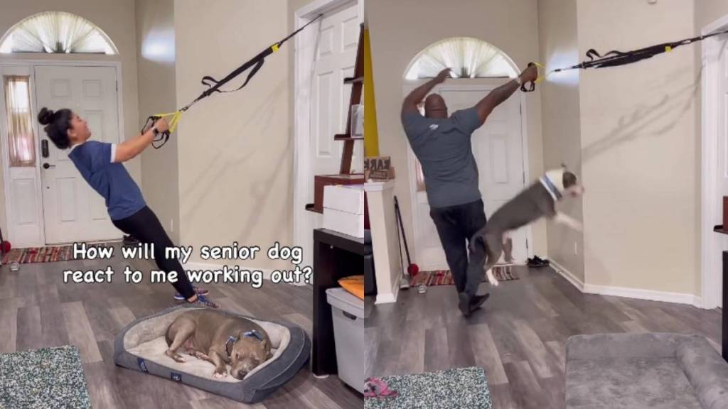 Video: Senior & Younger Dogs Have Completely Opposite Reactions to Owners Working Out