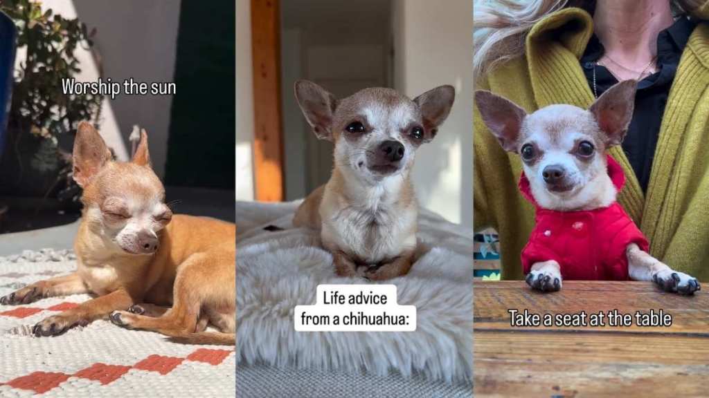 Video: Chihuahua Shares Life Advice & It’s Better Than What Any Life Coach Has Said