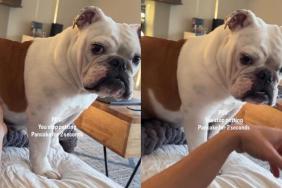 Video: Owner Stops Petting Bulldog for 2 Seconds & Her Reactions Wins the Internet