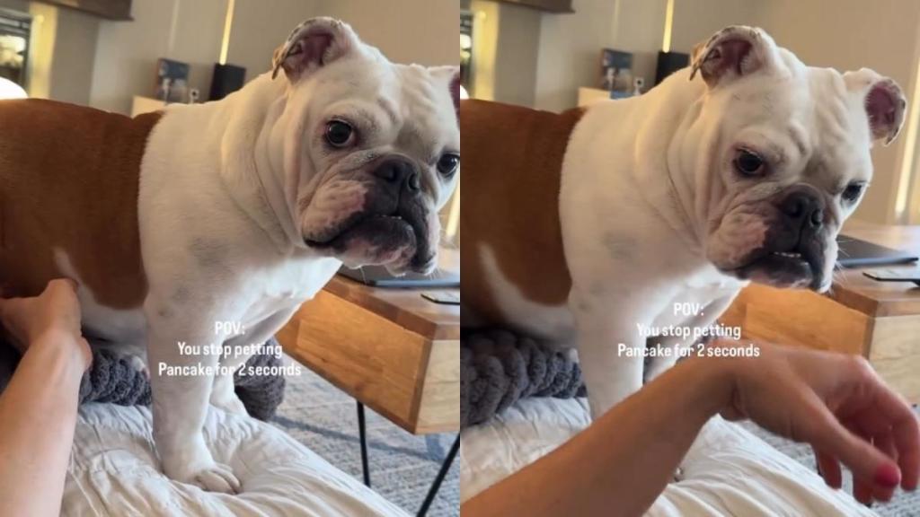 Video: Owner Stops Petting Bulldog for 2 Seconds & Her Reactions Wins the Internet
