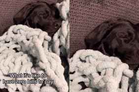 Labrador Shows How To Live Dream Life the Right Way in Viral Video