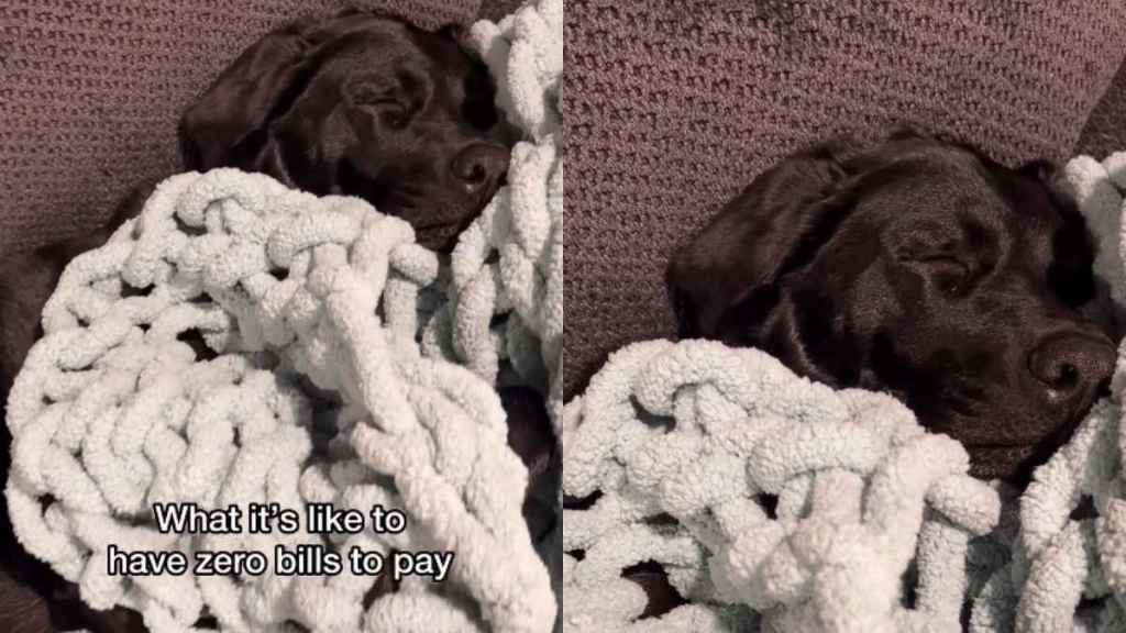 Labrador Shows How To Live Dream Life the Right Way in Viral Video
