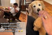 Video: Dog Dad Gets a Sewing Kit To Fix Golden Retriever’s Favorite Toy