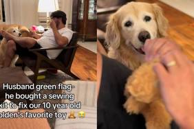 Video: Dog Dad Gets a Sewing Kit To Fix Golden Retriever’s Favorite Toy