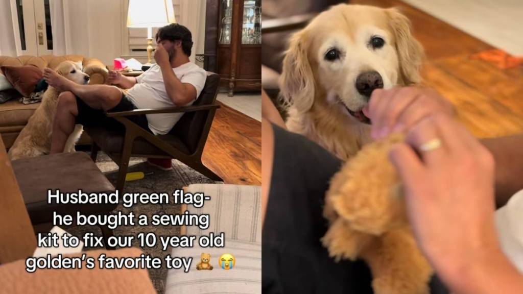 Video: Dog Dad Gets a Sewing Kit To Fix Golden Retriever’s Favorite Toy