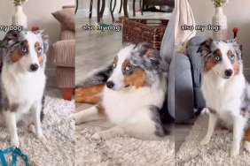 Video: Owner Reveals How Australian Shepherd Judges Everyone