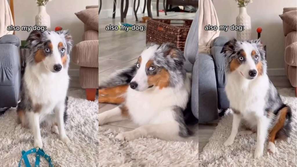 Video: Owner Reveals How Australian Shepherd Judges Everyone