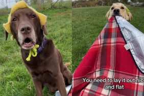 Video: Dog Brothers’ Picnic Gets a ‘Tad Chaotic’ in Presence of a Guest