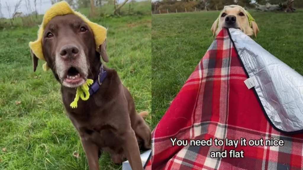 Video: Dog Brothers’ Picnic Gets a ‘Tad Chaotic’ in Presence of a Guest