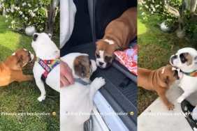 Video: Bulldog’s First Time Meeting Her Younger Brother Is Cuteness Overload