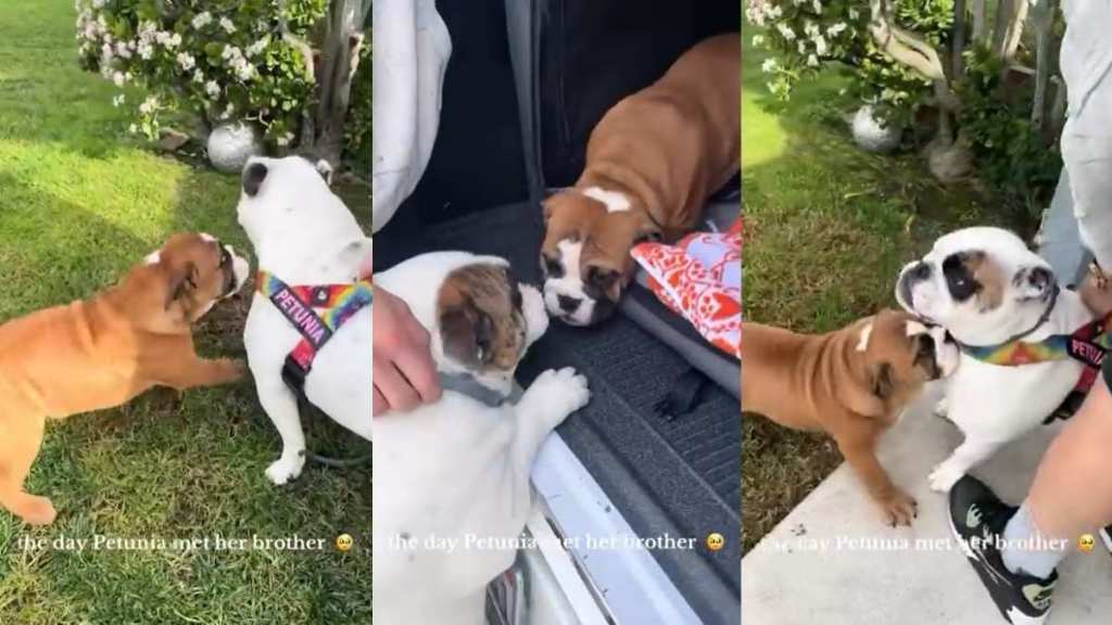 Video: Bulldog’s First Time Meeting Her Younger Brother Is Cuteness Overload