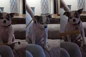 Video: Dog Loves His Back Scratcher So Much He Doesn’t Want Owner To Stop