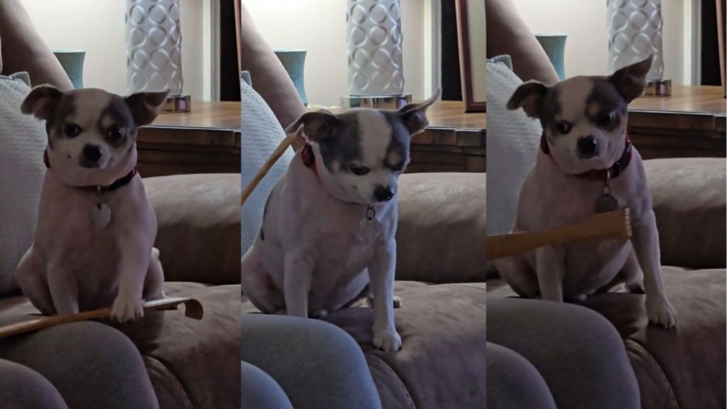 Video: Dog Loves His Back Scratcher So Much He Doesn’t Want Owner To Stop