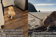 Video: Owners Patiently Wait for Golden Retriever Puppy To Grow & Then Reality Hits