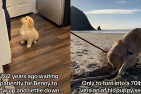 Video: Owners Patiently Wait for Golden Retriever Puppy To Grow & Then Reality Hits