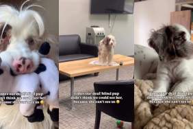 Video: Deaf Blind Puppy Acts All Mischievous Thinking No One Can See & Internet Defends Her