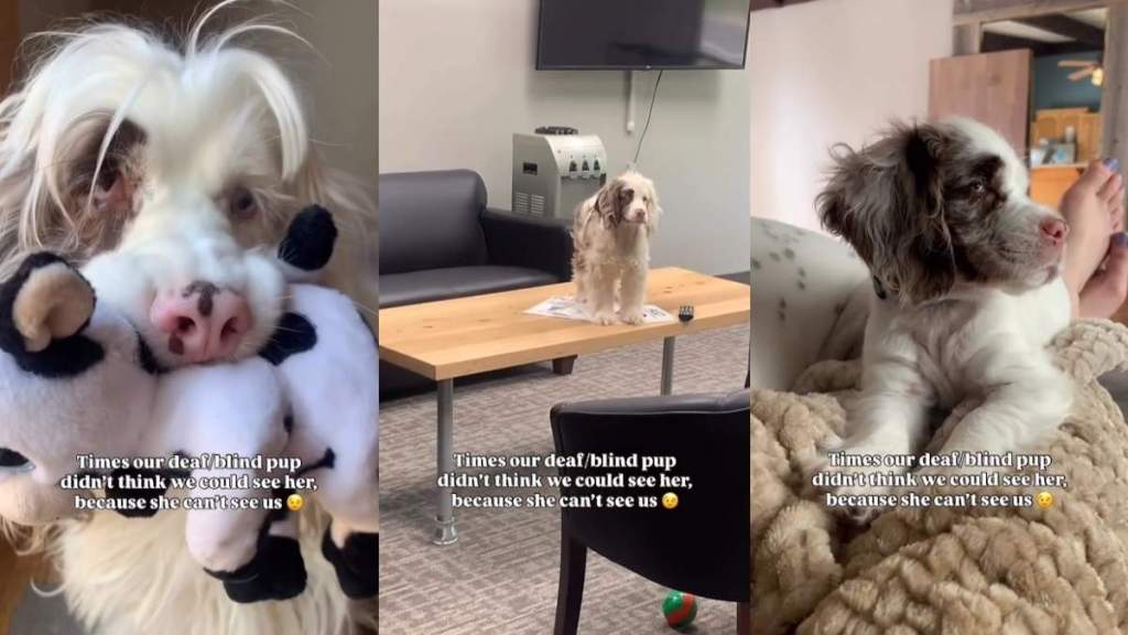 Video: Deaf Blind Puppy Acts All Mischievous Thinking No One Can See & Internet Defends Her