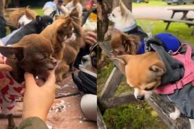 Video: This Chihuahua Hiking Club Might Just Be What Heaven Looks Like