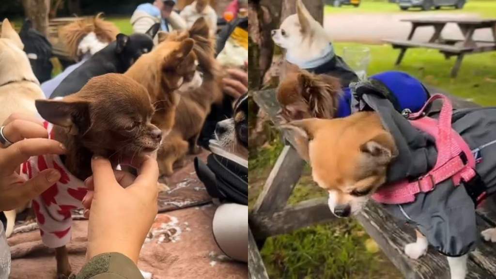 Video: This Chihuahua Hiking Club Might Just Be What Heaven Looks Like