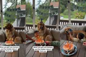 Video Shows Dog's Disapproving Reaction to Toddler Stealing His Moment on Birthday
