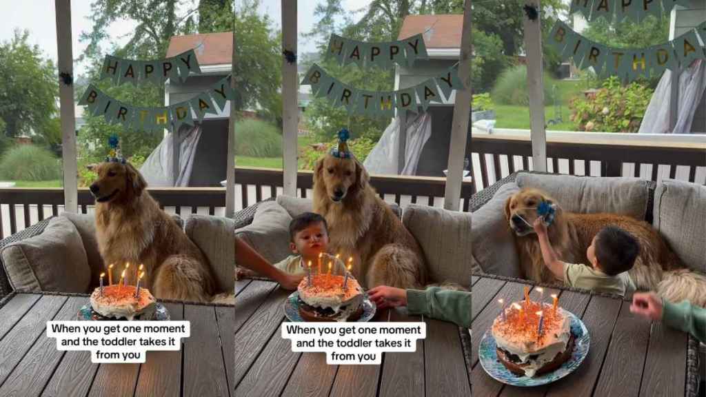 Video Shows Dog's Disapproving Reaction to Toddler Stealing His Moment on Birthday
