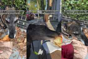 Video: Rescue Greyhound Gets ‘Progressively Bolder’ With His Love for Croissants