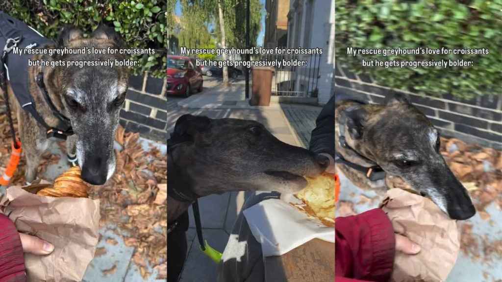 Video: Rescue Greyhound Gets ‘Progressively Bolder’ With His Love for Croissants