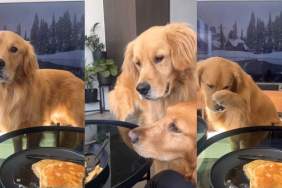 Video: Golden Retrievers Can’t Stop Looking at Owner’s Pancakes & Do This Afterwards