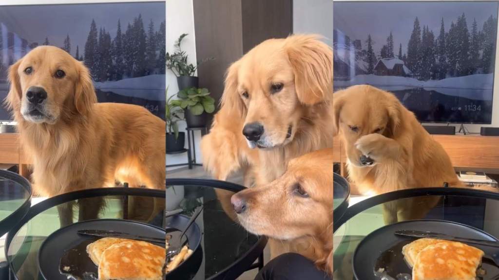 Video: Golden Retrievers Can’t Stop Looking at Owner’s Pancakes & Do This Afterwards