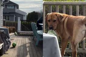 Video Shows Labrador Turning Bag of Lettuce Into His New Favorite Toy