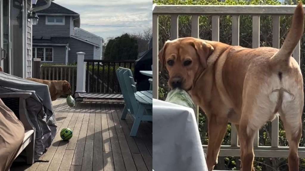 Video Shows Labrador Turning Bag of Lettuce Into His New Favorite Toy