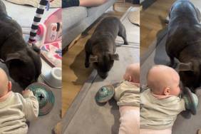Video: Staffy’s Eagerness To Play With Baby Sister Has Fans Calling Him ‘Sweetest Big Brother'