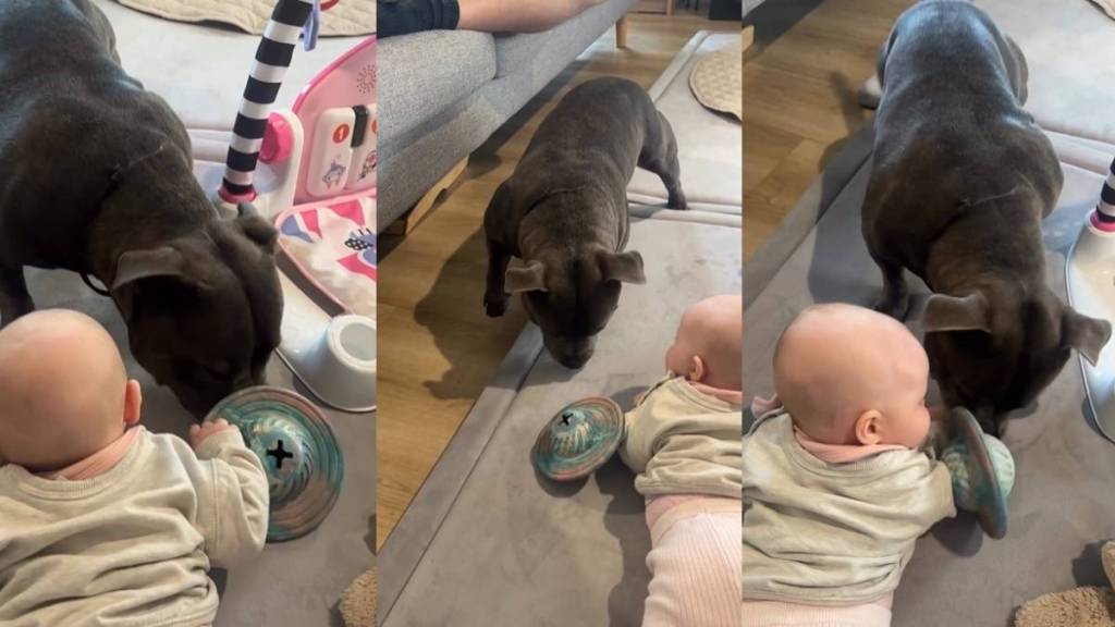 Video: Staffy’s Eagerness To Play With Baby Sister Has Fans Calling Him ‘Sweetest Big Brother'