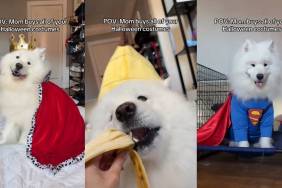 Video: Samoyed Shows off Halloween Costumes Mom Bought for Him