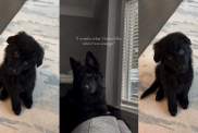 German Shepherd's Then & Now Video Has the Internet Calling Him the 'Most Beautiful Dog on Earth'