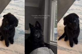 German Shepherd's Then & Now Video Has the Internet Calling Him the 'Most Beautiful Dog on Earth'