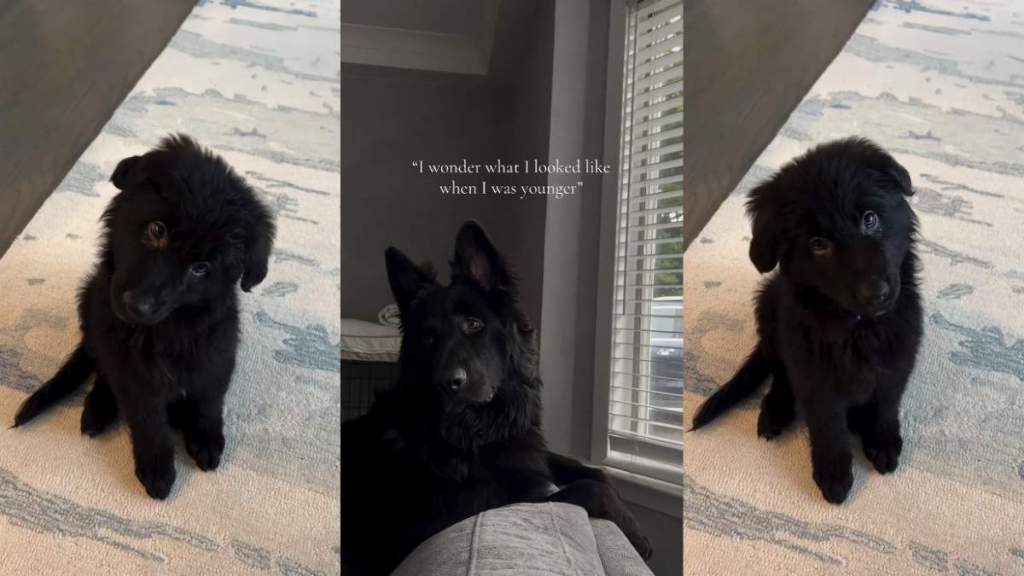 German Shepherd's Then & Now Video Has the Internet Calling Him the 'Most Beautiful Dog on Earth'