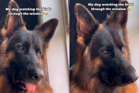 Video: German Shepherd Immersed in Bird Watching Melts Hearts