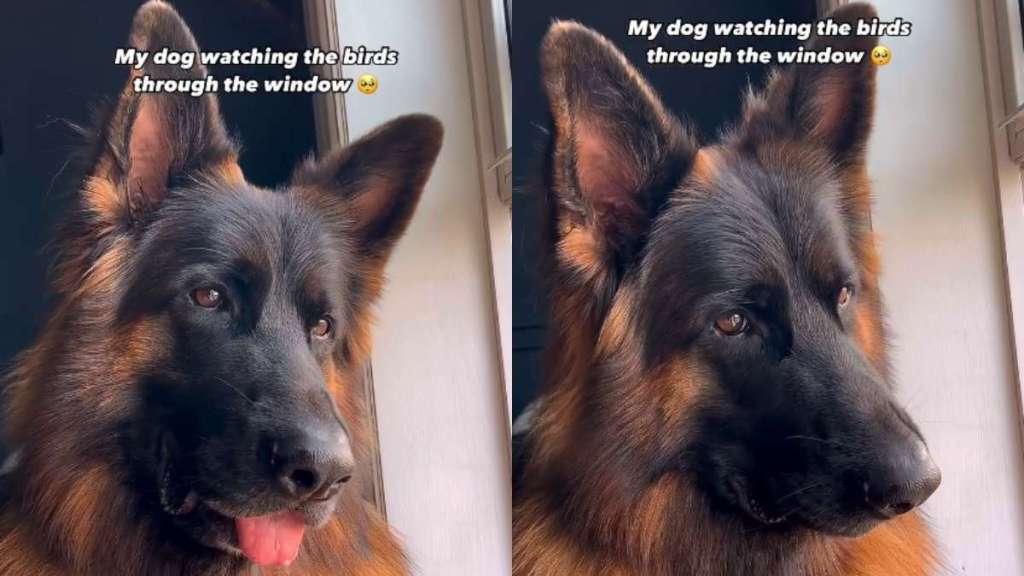 Video: German Shepherd Immersed in Bird Watching Melts Hearts