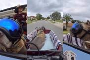 Video: Senior Dog’s First Ride in His New Bike Proves He’s Living His Best Life