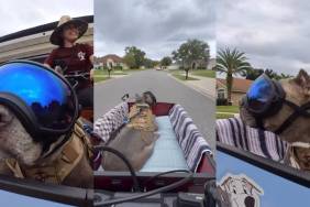 Video: Senior Dog’s First Ride in His New Bike Proves He’s Living His Best Life