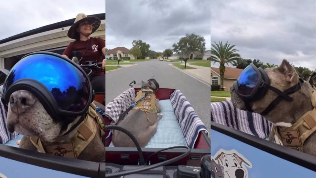 Video: Senior Dog’s First Ride in His New Bike Proves He’s Living His Best Life