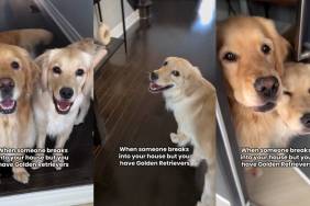 Video: Owner Shows What Breaking Into a House With Golden Retrievers May Look Like